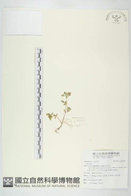 登錄號:S130199藏品圖，第1張