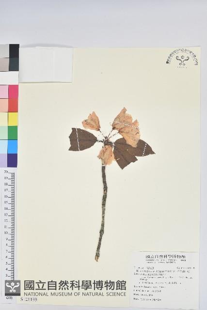 森氏杜鵑、森氏滿江紅藏品圖，第1張