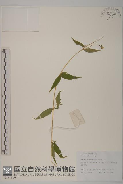 中國繁縷藏品圖，第1張