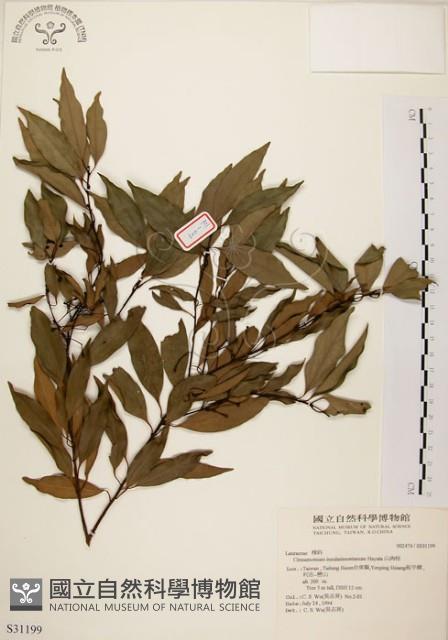 Mountain Cinnamon Tree Collection Image