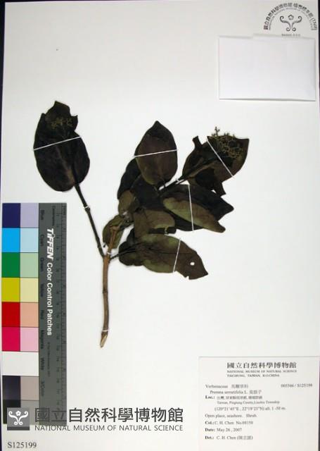 臭娘子藏品圖，第1張