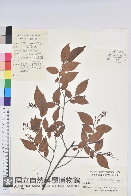 米飯花藏品圖，第1張