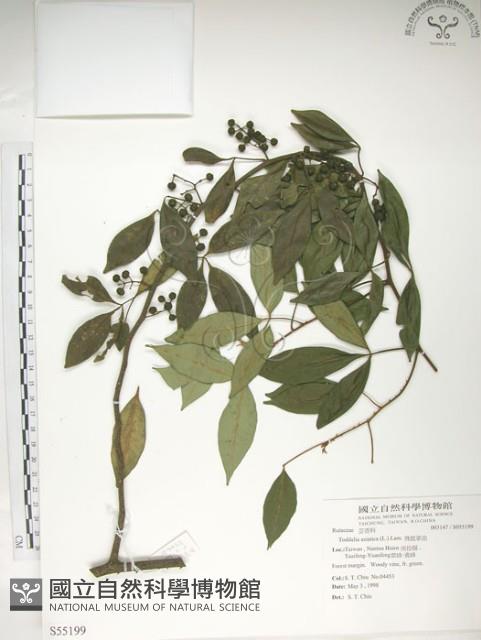 飛龍掌血藏品圖，第1張