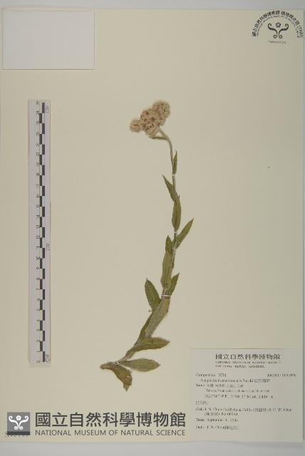 能高籟簫藏品圖，第1張