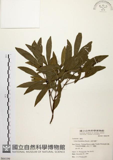 黃肉樹, 小梗木薑子藏品圖，第1張