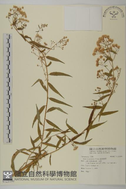 臺灣馬蘭藏品圖，第1張