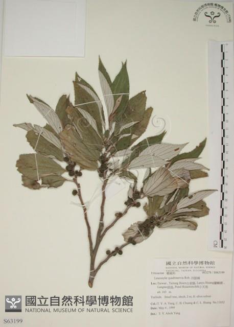 四脈麻藏品圖，第1張