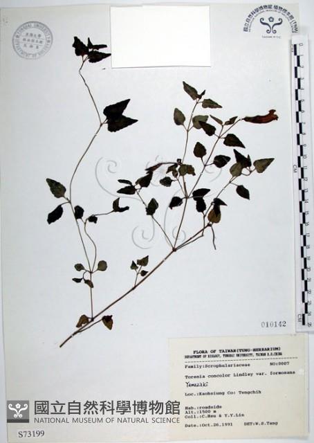 倒地蜈蚣、四角銅鑼藏品圖，第1張