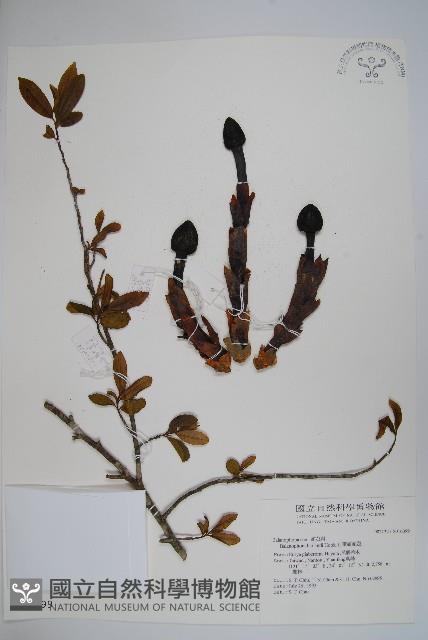 筆頭蛇菰藏品圖，第1張