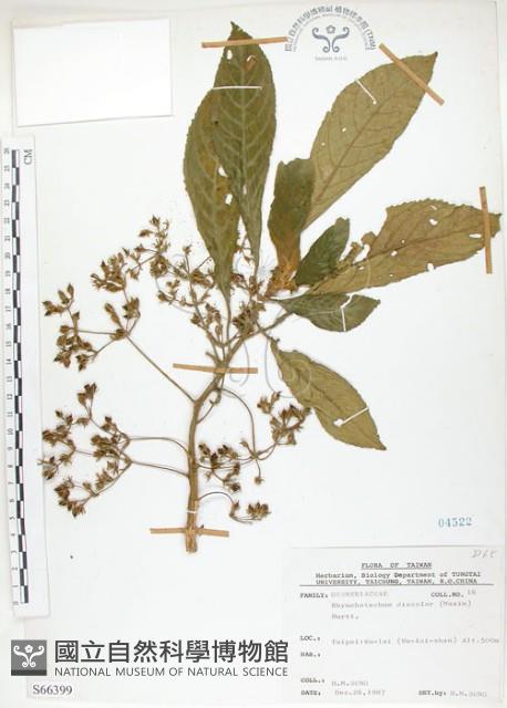 同蕊草、異色線柱苣苔藏品圖，第1張