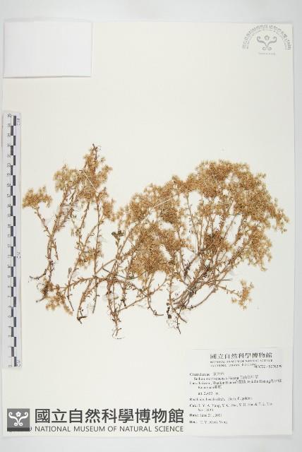 玉山佛甲草藏品圖，第1張