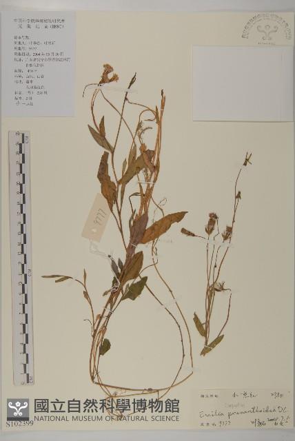 小葉一點紅藏品圖，第1張