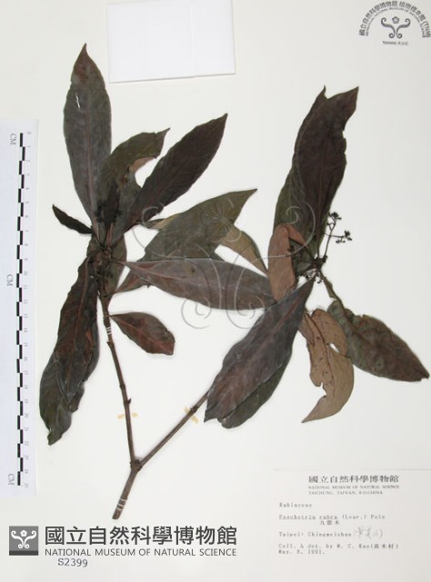 九節木、牛屎烏、青龍吐霧藏品圖，第1張