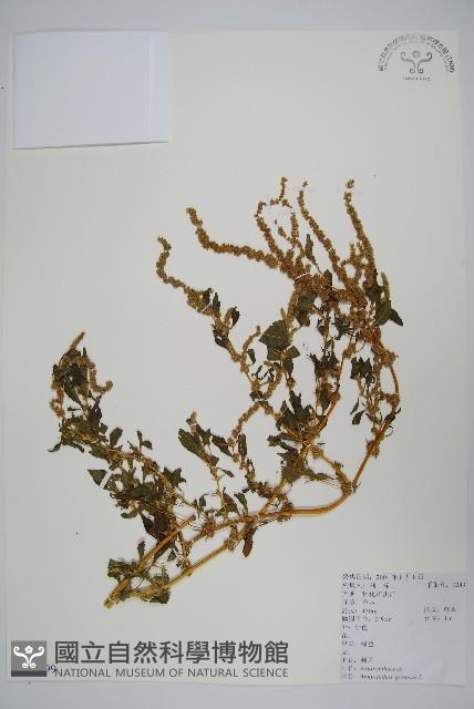 刺莧藏品圖，第1張