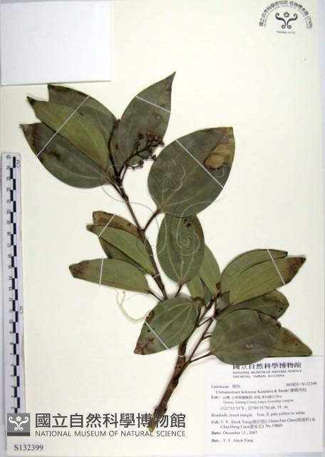 蘭嶼肉桂藏品圖，第1張