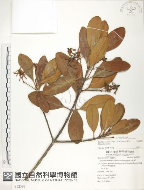 水筆仔藏品圖，第1張