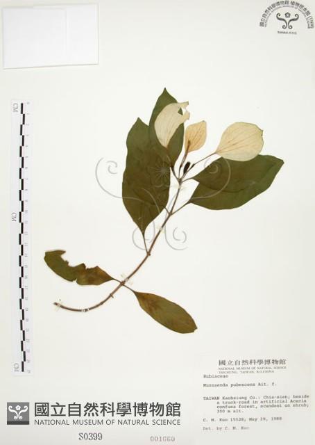 毛玉葉金花藏品圖，第1張