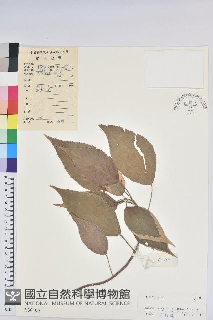 威氏鐵莧藏品圖，第1張