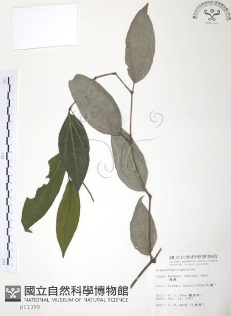 風藤藏品圖，第1張