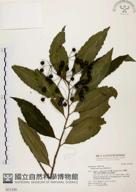 黑星紫金牛藏品圖，第1張