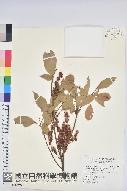 粗糠柴藏品圖，第1張