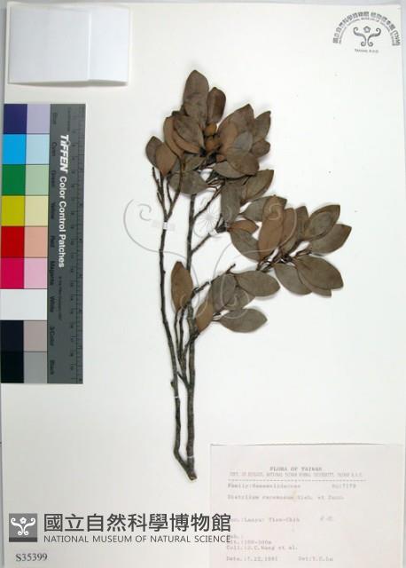 蚊母樹藏品圖，第1張