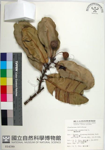 瓊崖海棠、胡桐藏品圖，第1張