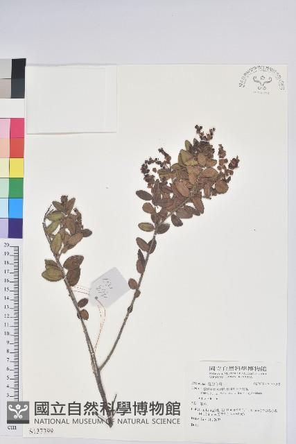 登錄號:S137399藏品圖，第1張