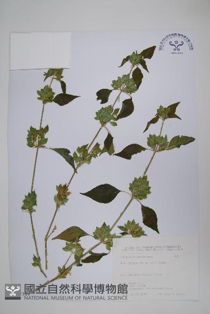 Accession Number:S067399 Collection Image, Figure 1, Total 2 Figures