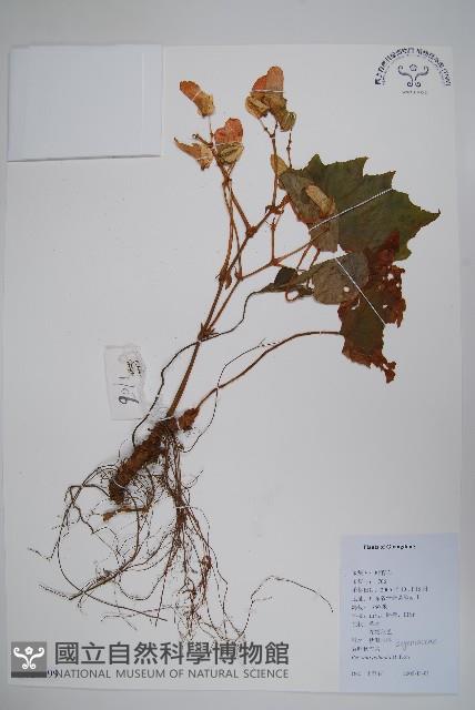 裂葉秋海棠藏品圖，第1張