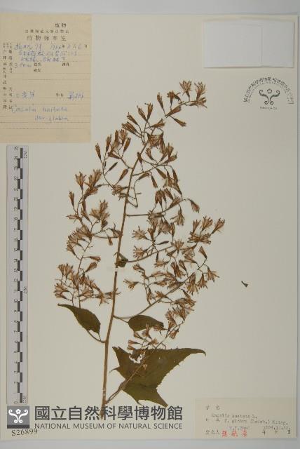 無毛山尖子藏品圖，第1張