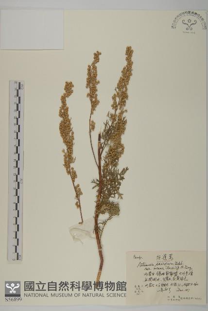 灰蓮蒿藏品圖，第1張