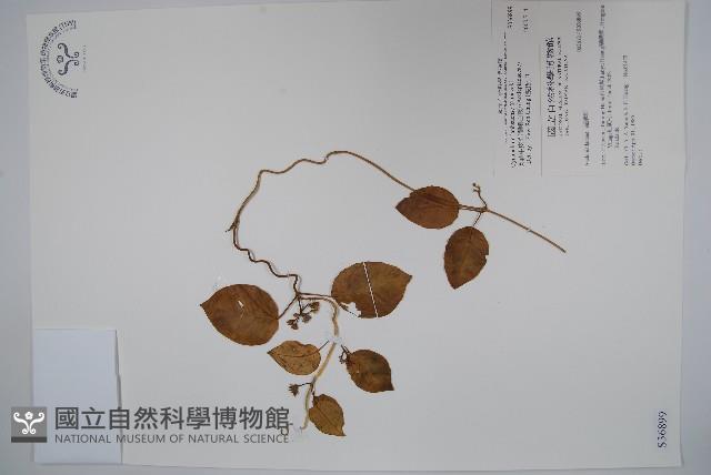 蘭嶼牛皮消、蘭嶼白薇藏品圖，第1張