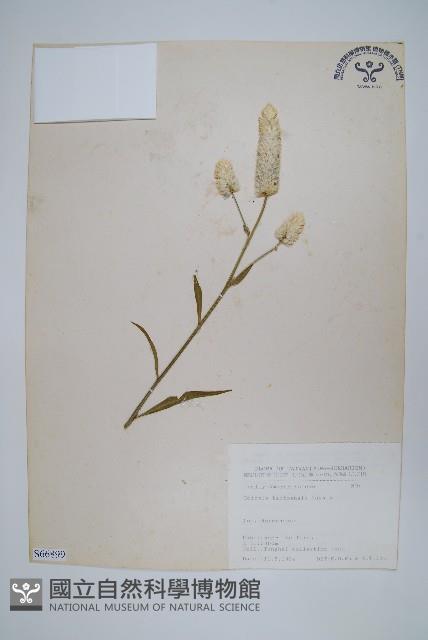 臺東青葙藏品圖，第1張