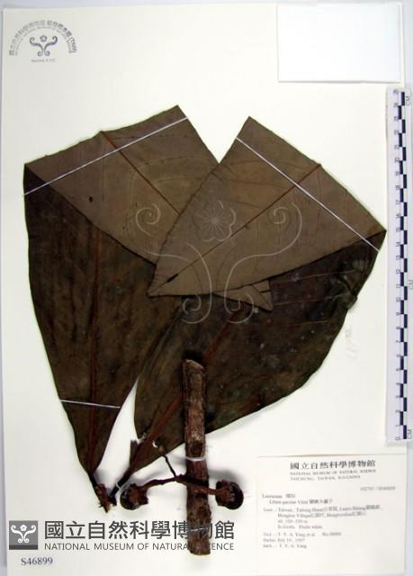 Botel Tobago Litsea Collection Image