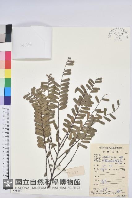 油柑藏品圖，第1張