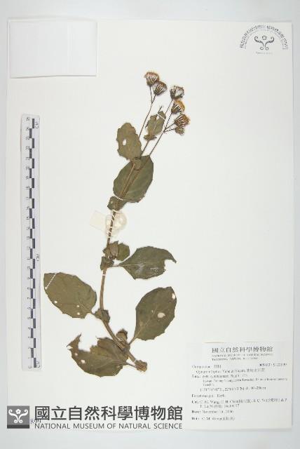 蘭嶼木耳菜藏品圖，第1張