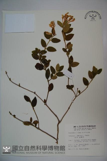 忍冬、金銀花藏品圖，第1張