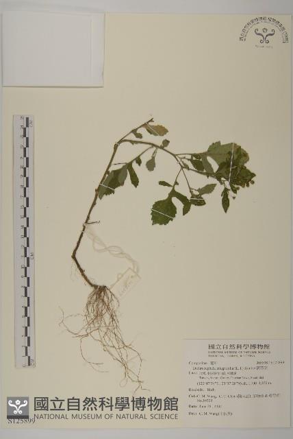 茯苓菜藏品圖，第1張