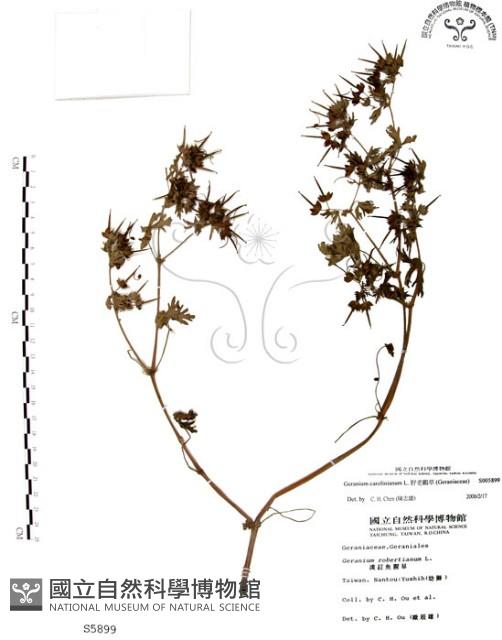 野老鸛草藏品圖，第1張