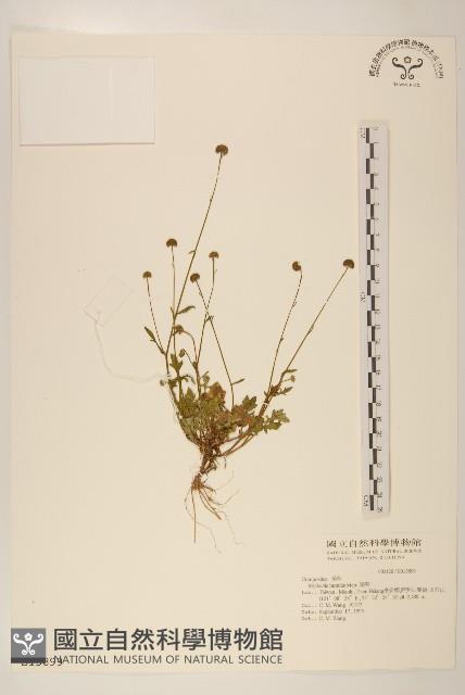 矮菊藏品圖，第1張