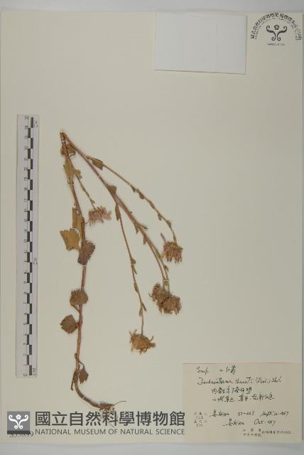 小紅菊藏品圖，第1張