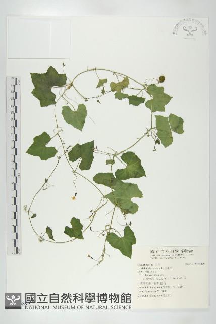 垂果瓜藏品圖，第1張