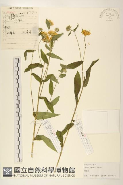 旋覆花藏品圖，第1張