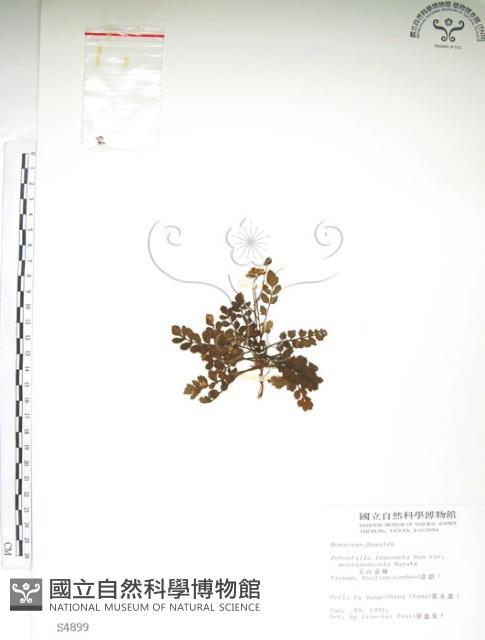 玉山金梅藏品圖，第1張