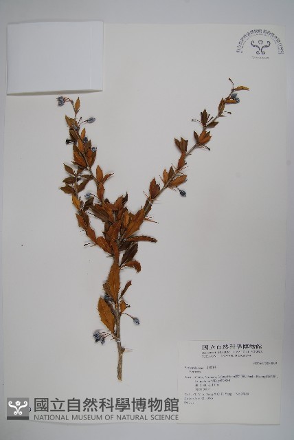 粉葉小檗藏品圖，第1張