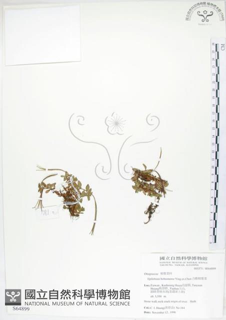 合歡柳葉菜藏品圖，第1張