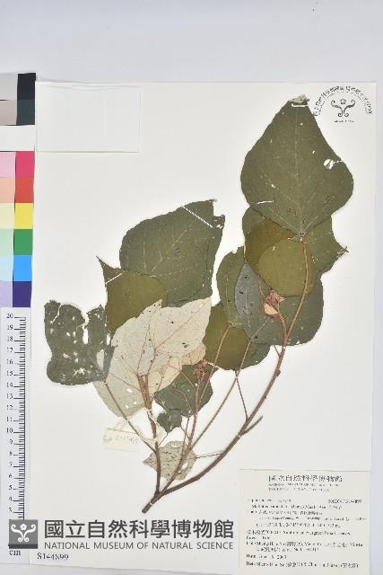 白匏子藏品圖，第1張