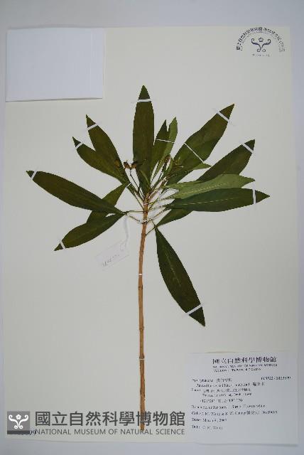 蘿芙木藏品圖，第1張