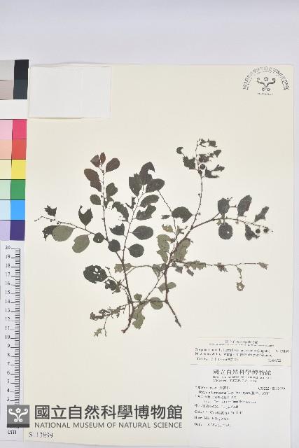 小紅仔珠藏品圖，第1張